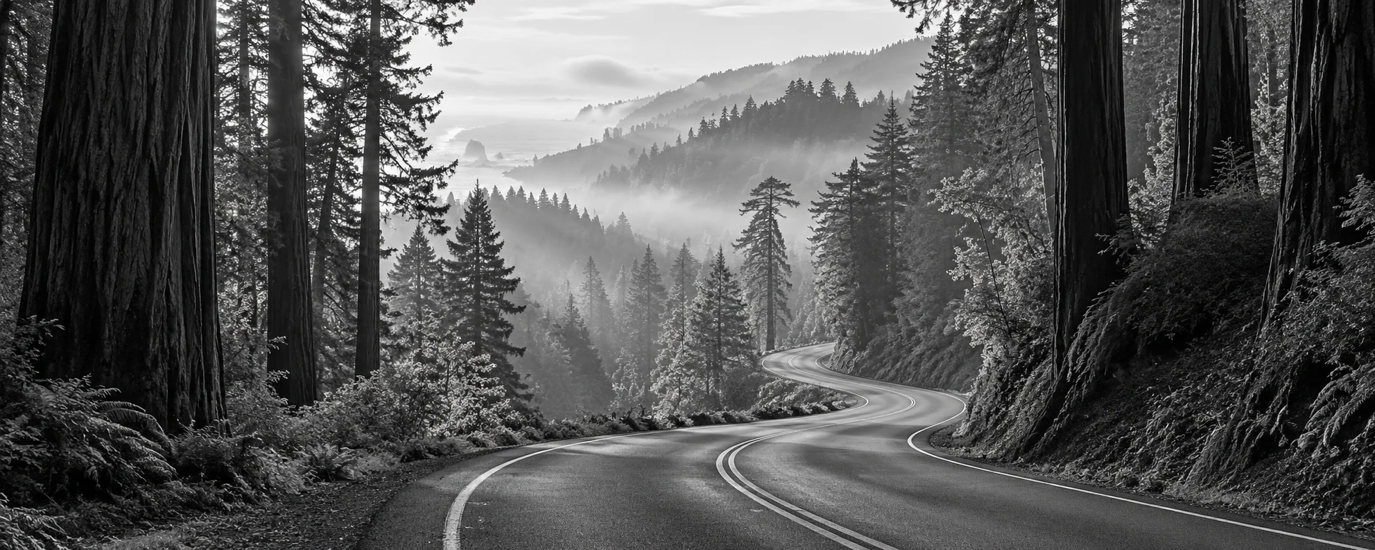 Black-and-white California landscape with a winding road through towering redwoods and misty coastal hills.
